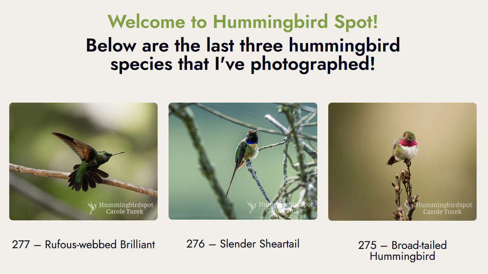 Hummingbird Spot，拍摄全球所有蜂鸟种类
