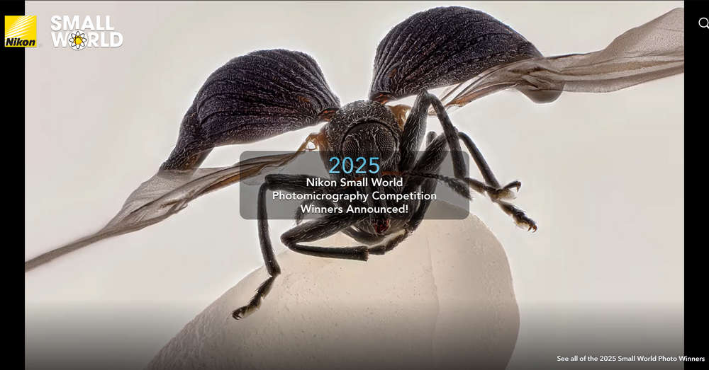Nikon Small World，尼康微观世界显微摄影大赛，透过光学显微镜漫游奇妙的微观世界