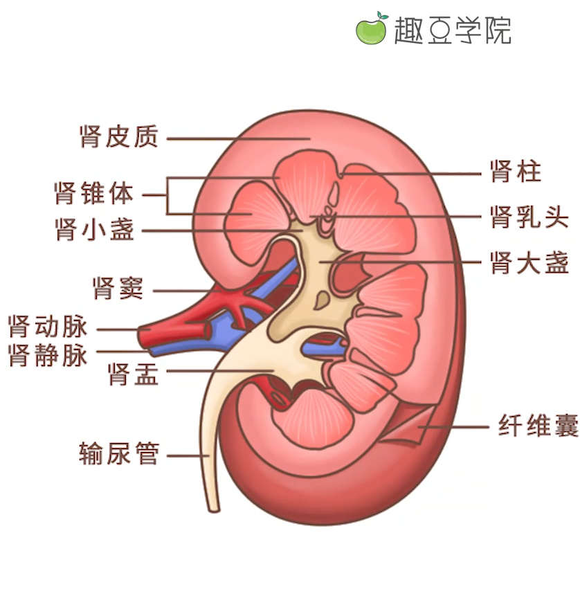 【趣豆教室第28期】让你肾气凌人的滋补延时技巧